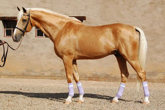 Palomino Horses